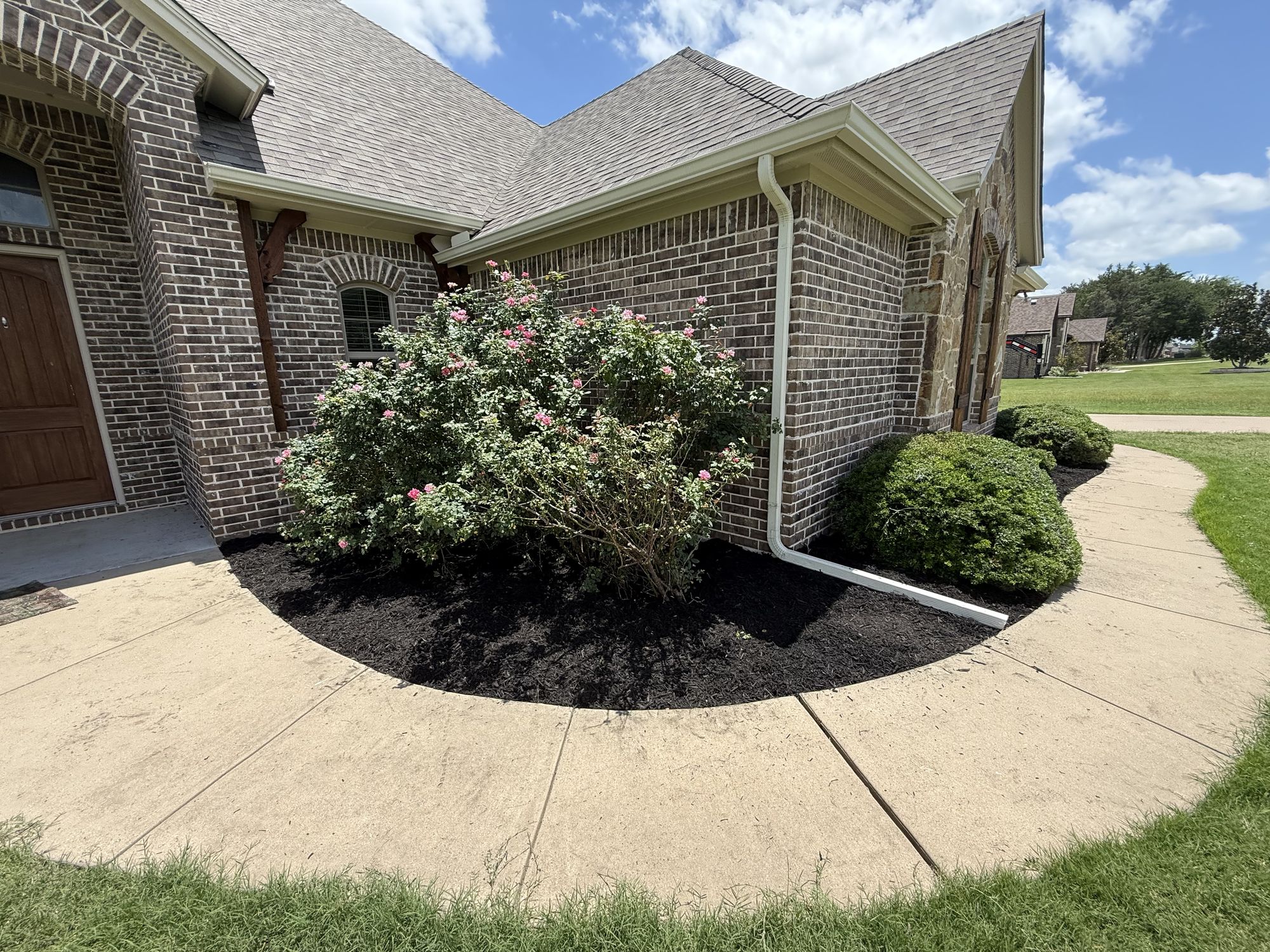 Flowering crepe myrtle over a freshly mulched bed along a curved walkway