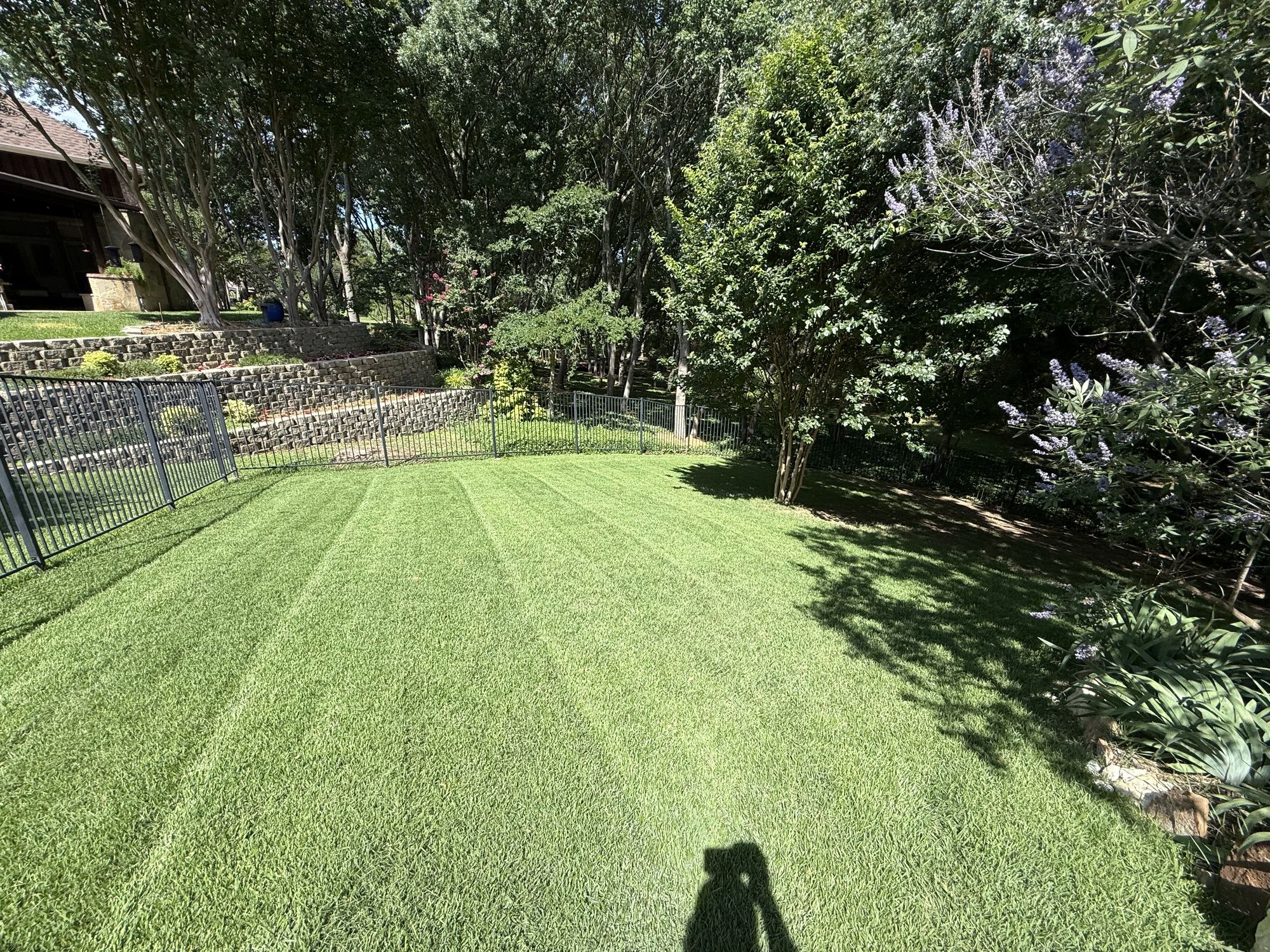 Backyard lawn with crisp mowing stripes